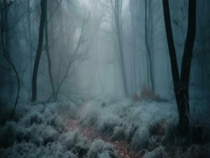 Mystery Forest Texture