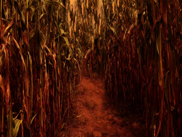 Halloween Cornfield Texture