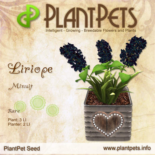 PlantPet Seed [Liriope *Minuit*] RARE