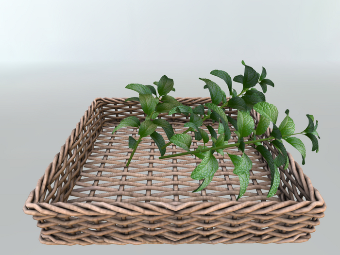 DFS Herb - Mint Basket