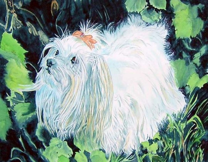 Maltese Sir Honeybun 