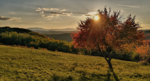 Tree in the hills privacy wall w sun