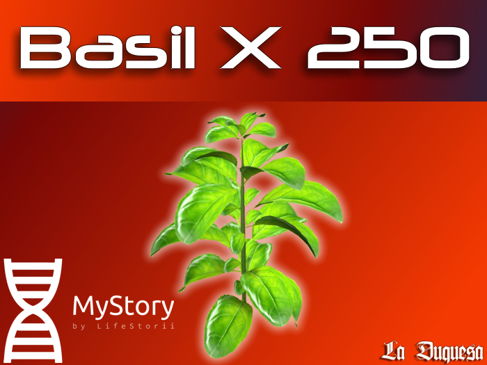 MyStory Basil x 250