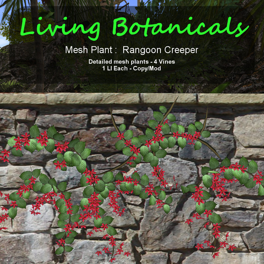 Inochi Botanicals - Mesh Plant "Rangoon Creeper"