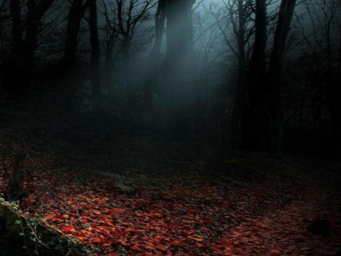 Forest Leaves Texture