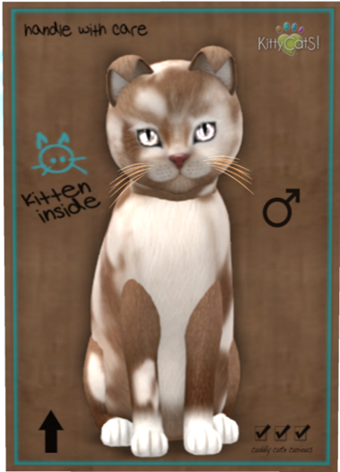 KittyCatS Box - British Shorthair - Chocolate & White