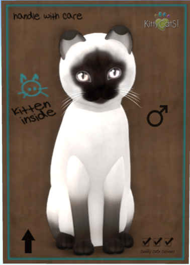 KittyCatS Box - Siamese - Chocolate