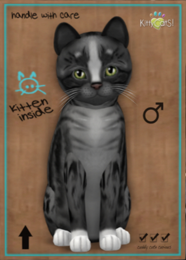 KittyCatS Box - New Born Kitten