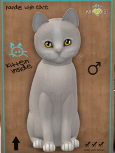 KittyCatS Box - New Born Kitten