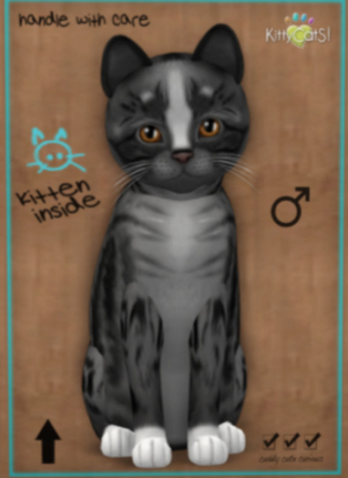 KittyCatS Box - New Born Kitten