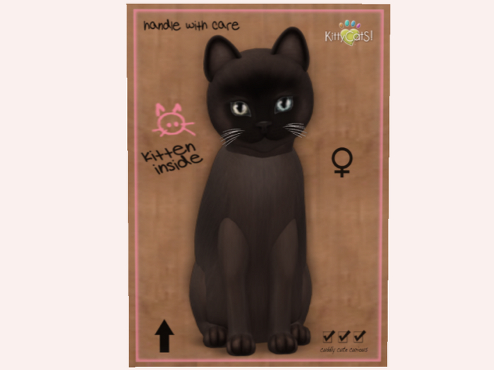 NBK 6T F Burmese - Sable, Retired Fur
