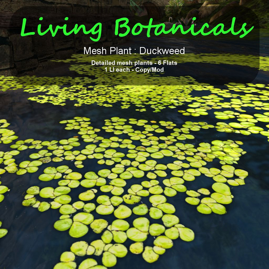 Inochi Botanicals - Mesh Plant "Duckweed"