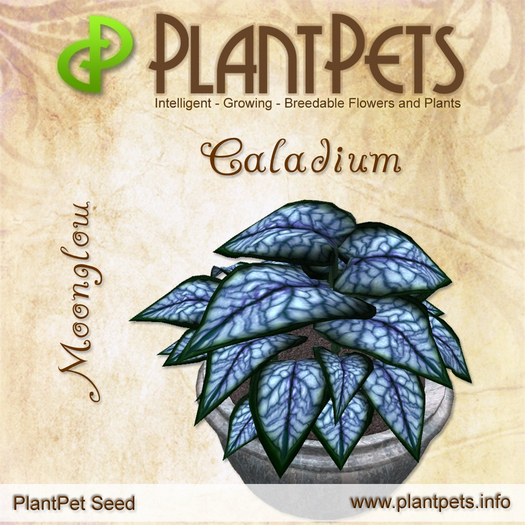PlantPet Seed [Caladium *Moonglow*]