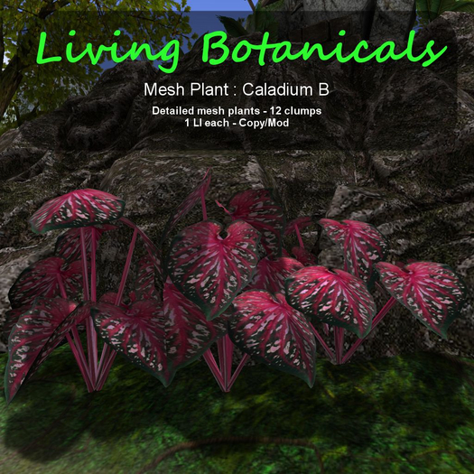 Inochi Botanicals - Mesh Plant "Caladium B"