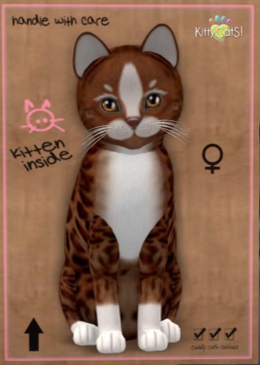 KittyCatS Box - New Born Kitten