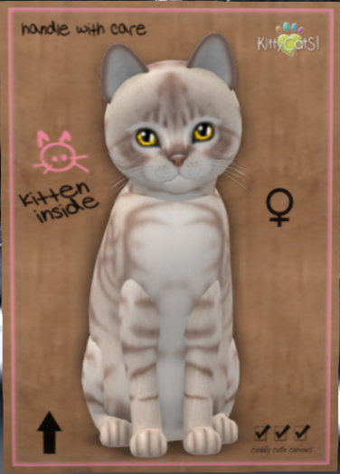 KittyCatS Box - New Born Kitten