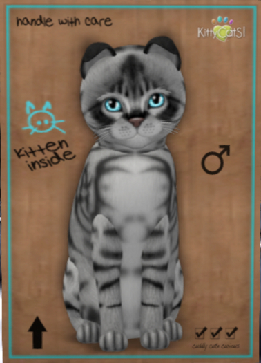 KittyCatS Box - New Born Kitten