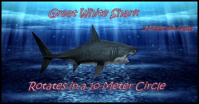 ~ S. F.  ~ Great White Shark