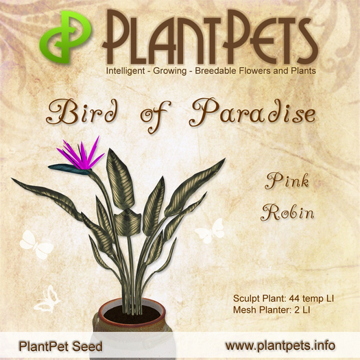 PlantPet Seed [Bird of Paradise *Pink Robin*] COMMON