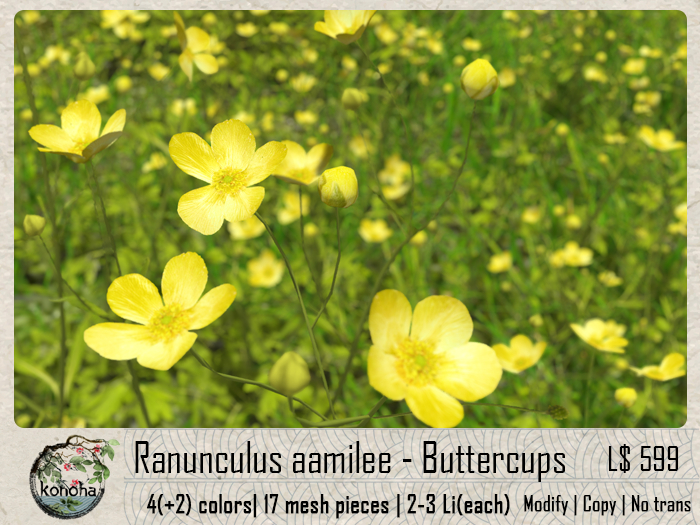 Konoha - Buttercups - Ranunculus aamilee [vcp.006]