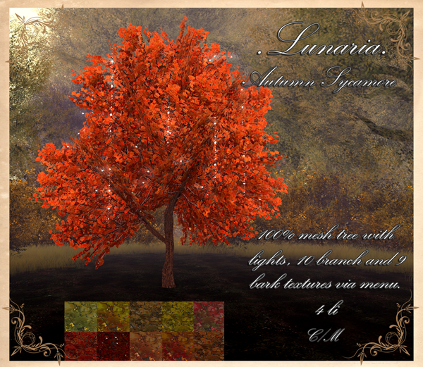 .Lunaria. Autumn Sycamore 