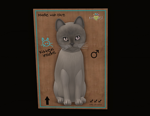 KittyCatS Box - New Born Kitten