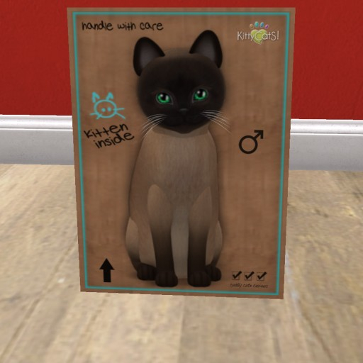 KittyCatS Box - New Born Kitten