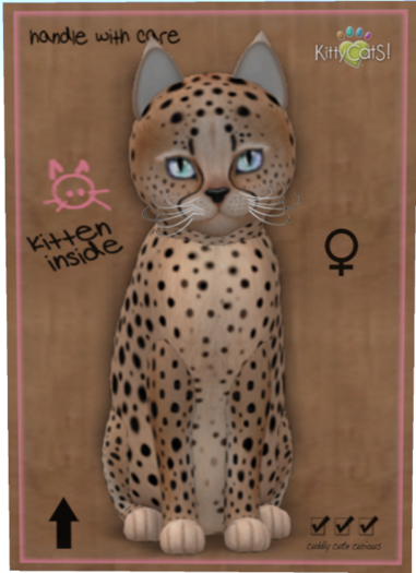 KittyCatS Box - Cheetah! - Au Natural