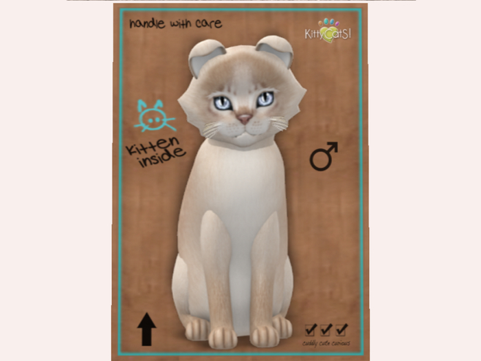 NBK Floofy Abyssinian - Lilac, M Norm Ice Crystal