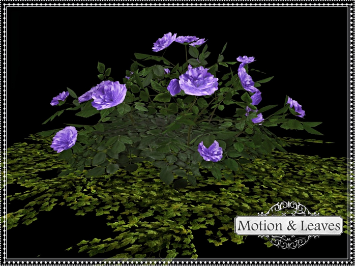 Motion & Leaves- Purple Roses