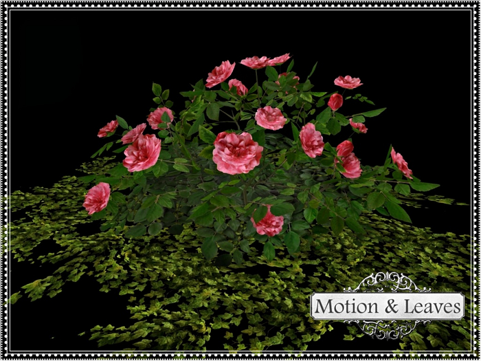 Motion & Leaves-Pink Roses