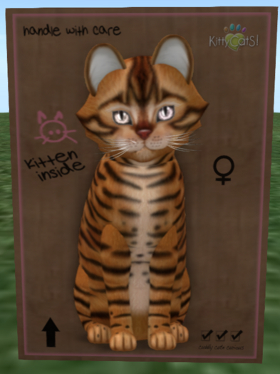 KittyCatS Box - Toyger - Caramel 9T girl