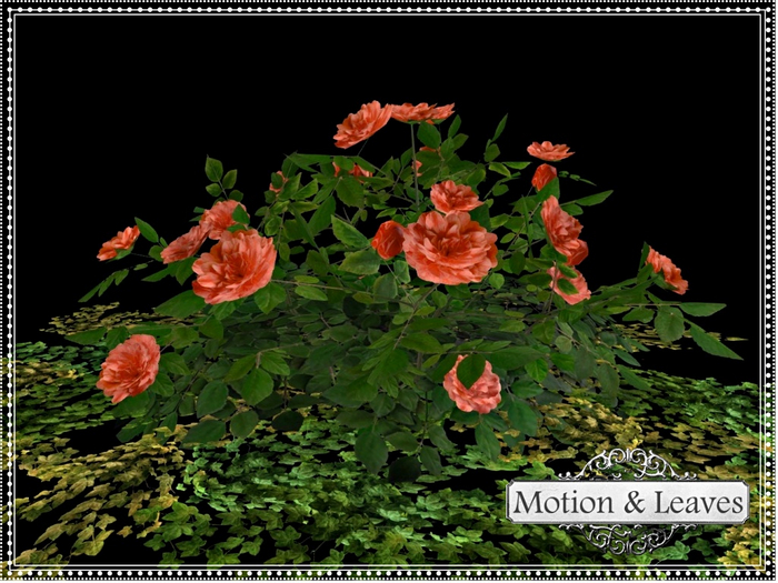 Motion & Leaves-Coral Roses