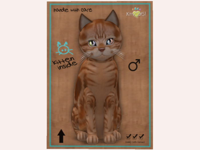 NBK M Norm American Shorthair - Red Tabby Retired Fur
