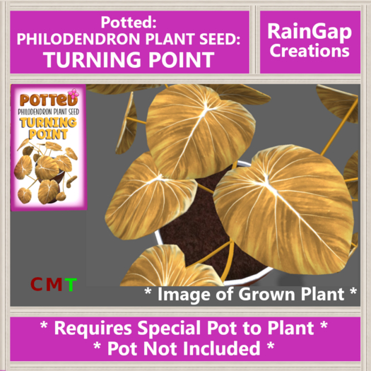 Potted: Philodendron Plant Seed: Turning Point ACTUAL ITEM