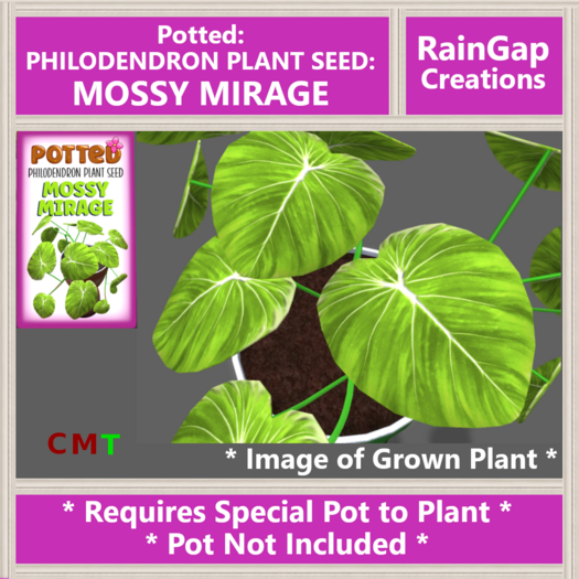 Potted: Philodendron Plant Seed: Mossy Mirage ACTUAL ITEM
