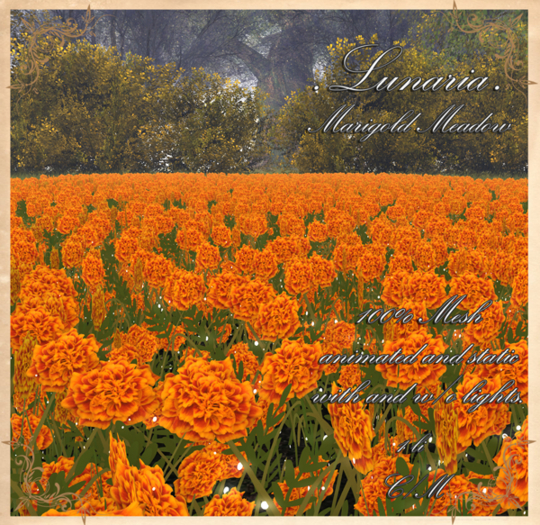 .Lunaria. Marigold Meadow 