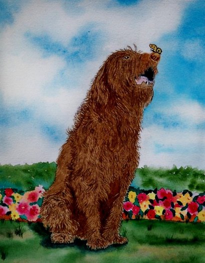 Chocolate Labradoodle and Butterfly