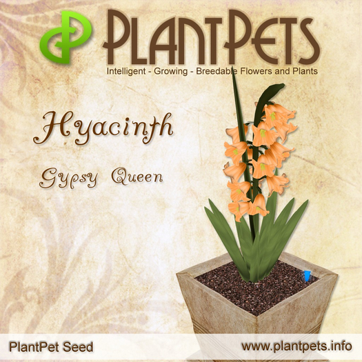 PlantPet Seed [Hyacinth *Gypsy Queen*]