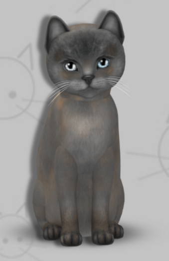 F 3T Tonkinese - Blue Mink Tortie