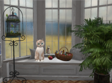 'KittyCatS Box-Fur: British Shorthair - Cream & White-Size: Normal-Boy