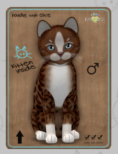 KittyCatS Box - Genesis - Ginger II Male Teacup