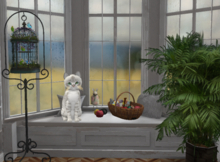 KittyCatS-Fur: Australian Mist - Snow-Size: Normal-Boy