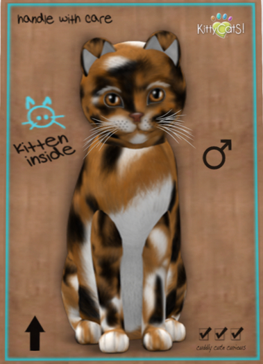 KittyCatS Box - Maine Coon - Plush Calico