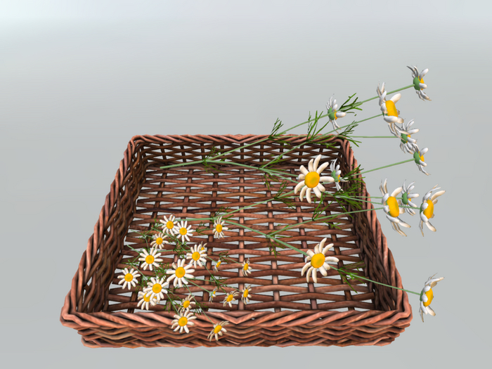 DFS Herb - Chamomile Basket