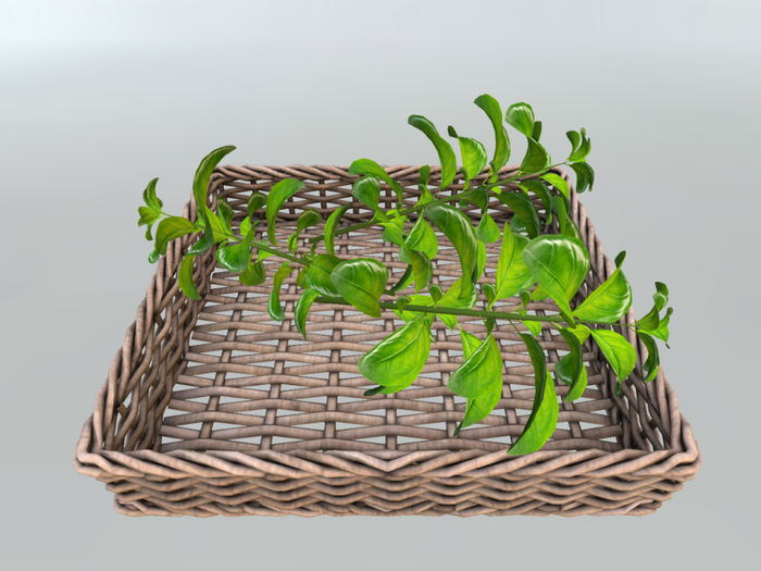 DFS Herb - Basil Basket