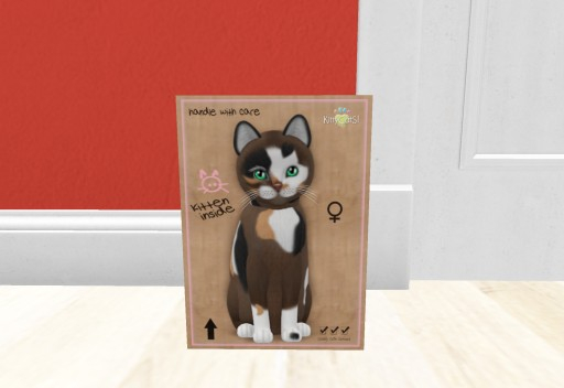 KittyCatS Box - New Born Kitten