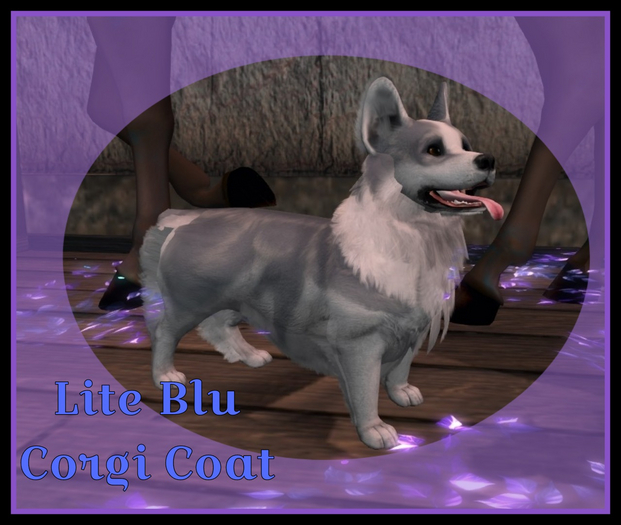Corgi Lite Blu Coat Cardi Box