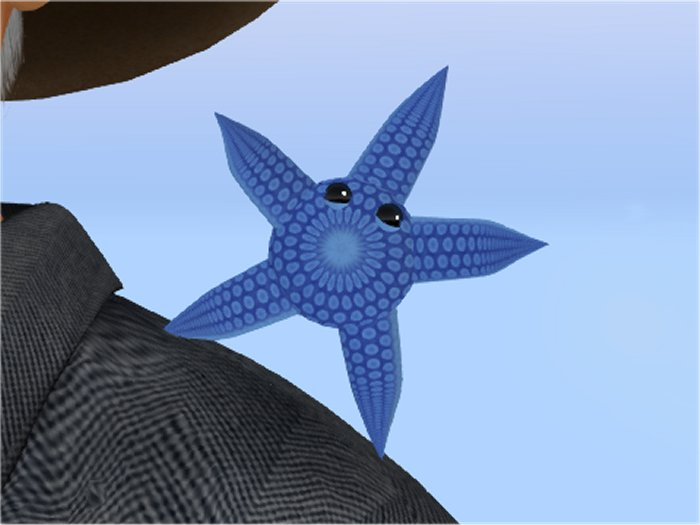 (7S) Common Stuff: Blue Starfish