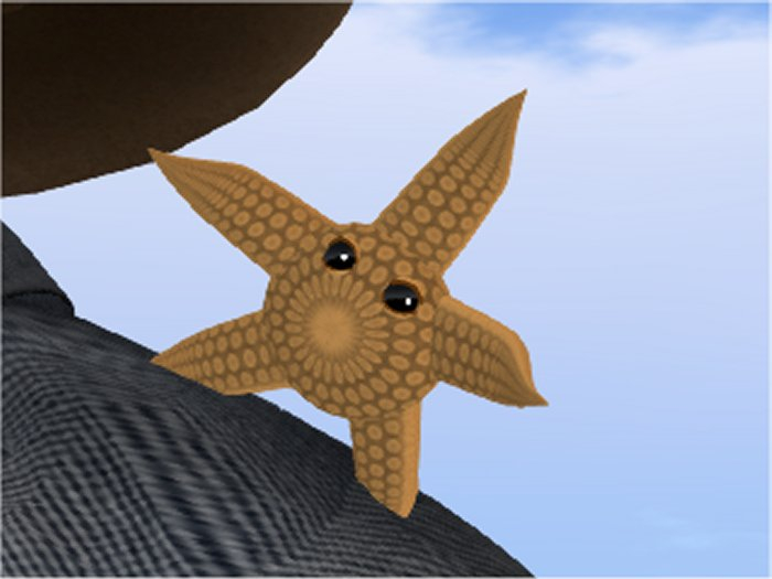 (7S) Common Stuff: Orange Starfish